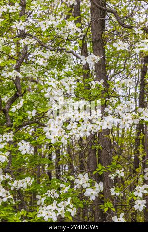 Blühender Dogwood blüht im Catoctin Mountain National Park in Maryland. Stockfoto