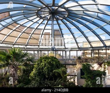 Innenraum mit Glasdach und tropischen Pflanzen in der Kuppel der Wintergärten sunderland tyne und Wear uk Stockfoto