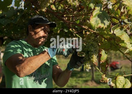 17. September 2024, Cambados, Pontevedra, EspaÃ±A: Beginn der Erntesaison für die Weintraube AlbariÃ±o in der Region Salnés, in der Provinz Pontevedra, Galicien, Spanien (Bild: © Elena Fernandez/ZUMA Press Wire) NUR REDAKTIONELLE VERWENDUNG! Nicht für kommerzielle ZWECKE! Stockfoto