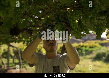 17. September 2024, Cambados, Pontevedra, EspaÃ±A: Beginn der Erntesaison für die Weintraube AlbariÃ±o in der Region Salnés, in der Provinz Pontevedra, Galicien, Spanien (Bild: © Elena Fernandez/ZUMA Press Wire) NUR REDAKTIONELLE VERWENDUNG! Nicht für kommerzielle ZWECKE! Stockfoto