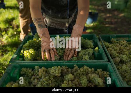 17. September 2024, Cambados, Pontevedra, EspaÃ±A: Beginn der Erntesaison für die Weintraube AlbariÃ±o in der Region Salnés, in der Provinz Pontevedra, Galicien, Spanien (Bild: © Elena Fernandez/ZUMA Press Wire) NUR REDAKTIONELLE VERWENDUNG! Nicht für kommerzielle ZWECKE! Stockfoto