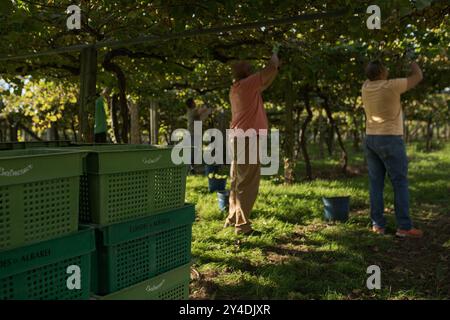 17. September 2024, Cambados, Pontevedra, EspaÃ±A: Beginn der Erntesaison für die Weintraube AlbariÃ±o in der Region Salnés, in der Provinz Pontevedra, Galicien, Spanien (Bild: © Elena Fernandez/ZUMA Press Wire) NUR REDAKTIONELLE VERWENDUNG! Nicht für kommerzielle ZWECKE! Stockfoto