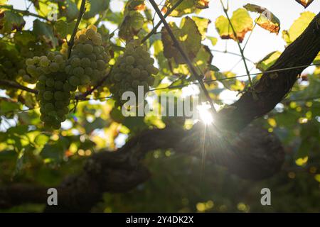 17. September 2024, Cambados, Pontevedra, EspaÃ±A: Beginn der Erntesaison für die Weintraube AlbariÃ±o in der Region Salnés, in der Provinz Pontevedra, Galicien, Spanien (Bild: © Elena Fernandez/ZUMA Press Wire) NUR REDAKTIONELLE VERWENDUNG! Nicht für kommerzielle ZWECKE! Stockfoto