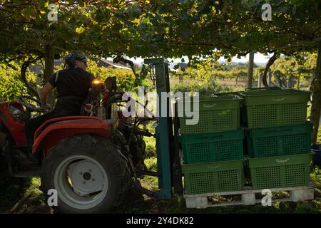 17. September 2024, Cambados, Pontevedra, EspaÃ±A: Beginn der Erntesaison für die Weintraube AlbariÃ±o in der Region Salnés, in der Provinz Pontevedra, Galicien, Spanien (Bild: © Elena Fernandez/ZUMA Press Wire) NUR REDAKTIONELLE VERWENDUNG! Nicht für kommerzielle ZWECKE! Stockfoto