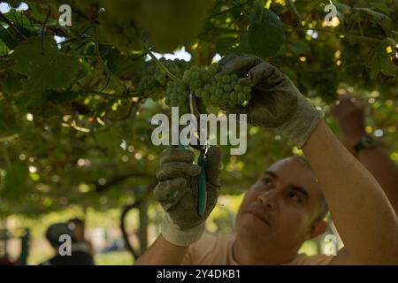 17. September 2024, Cambados, Pontevedra, EspaÃ±A: Beginn der Erntesaison für die Weintraube AlbariÃ±o in der Region Salnés, in der Provinz Pontevedra, Galicien, Spanien (Bild: © Elena Fernandez/ZUMA Press Wire) NUR REDAKTIONELLE VERWENDUNG! Nicht für kommerzielle ZWECKE! Stockfoto