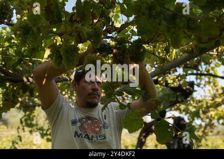 17. September 2024, Cambados, Pontevedra, EspaÃ±A: Beginn der Erntesaison für die Weintraube AlbariÃ±o in der Region Salnés, in der Provinz Pontevedra, Galicien, Spanien (Bild: © Elena Fernandez/ZUMA Press Wire) NUR REDAKTIONELLE VERWENDUNG! Nicht für kommerzielle ZWECKE! Stockfoto