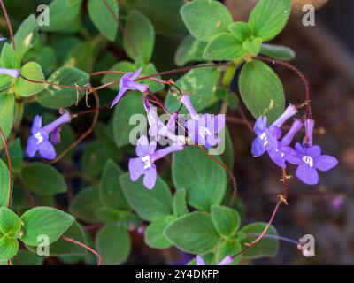 Lila nickt Violette Blume und grüne Blätter Stockfoto