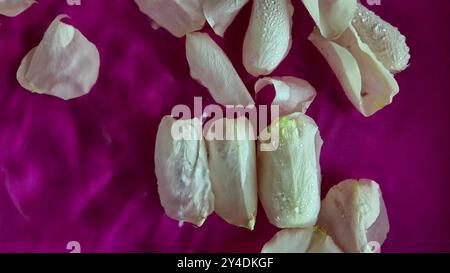 Rosenblätter schweben im Wasser auf einem violetten Hintergrund. Blütenblätter mit Wassertropfen, die in Wasser schwimmen. Konzept von Kosmetik, Selbstpflege, Liebe, Romantik und Stockfoto