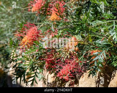 Grevillea Loopy Lou blüht auf Masse im Garten, australische einheimische Pflanze Stockfoto