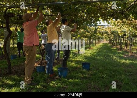 17. September 2024, Cambados, Pontevedra, EspaÃ±A: Beginn der Erntesaison für die Weintraube AlbariÃ±o in der Region Salnés, in der Provinz Pontevedra, Galicien, Spanien (Bild: © Elena Fernandez/ZUMA Press Wire) NUR REDAKTIONELLE VERWENDUNG! Nicht für kommerzielle ZWECKE! Stockfoto