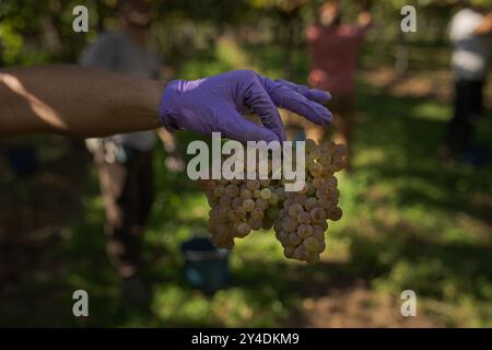 17. September 2024, Cambados, Pontevedra, EspaÃ±A: Beginn der Erntesaison für die Weintraube AlbariÃ±o in der Region Salnés, in der Provinz Pontevedra, Galicien, Spanien (Bild: © Elena Fernandez/ZUMA Press Wire) NUR REDAKTIONELLE VERWENDUNG! Nicht für kommerzielle ZWECKE! Stockfoto