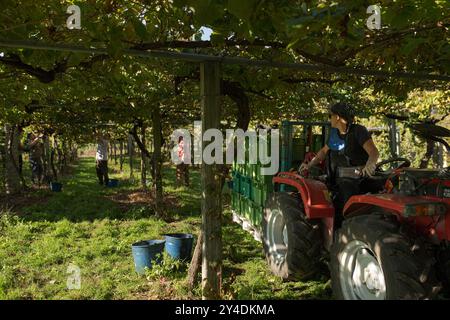 17. September 2024, Cambados, Pontevedra, EspaÃ±A: Beginn der Erntesaison für die Weintraube AlbariÃ±o in der Region Salnés, in der Provinz Pontevedra, Galicien, Spanien (Bild: © Elena Fernandez/ZUMA Press Wire) NUR REDAKTIONELLE VERWENDUNG! Nicht für kommerzielle ZWECKE! Stockfoto