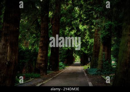 Thuja gigantea einzigartige Allee mit riesigen westlichen roten Zedern auf dem berühmten historischen Melaten Friedhof in Köln Stockfoto