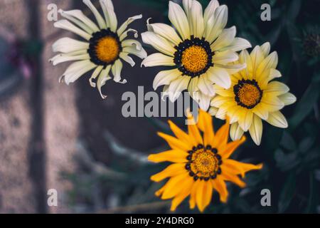 Farbenfrohe Frühlingsblüten Stockfoto