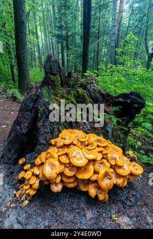 Große Gruppe von Jack-O'Lantern Pilzen (Omphalotus illudens), die auf Baumstumpf wachsen - Pisgah National Forest - Brevard, North Carolina, USA Stockfoto