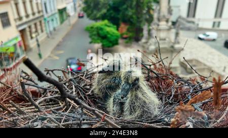 Zwei kleine Jungvögel im Nest. Die Küken sind vier Tage alt vom Schlüpfen. Taubennest auf einer Fensterbank in der Stadt Stockfoto