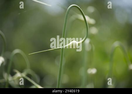 Nahaufnahme einer Knoblauchlandschaft, die sich in einem Garten kräuselt. Das Bild fängt natürliches Wachstum, Grün und die Schönheit des ökologischen Landbaus ein Stockfoto