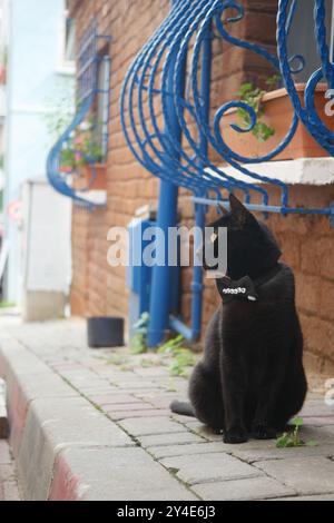 Eine schwarze Katze sitzt ruhig und ruhig auf einem charmanten Kopfsteinpflasterweg in der Stadt Stockfoto