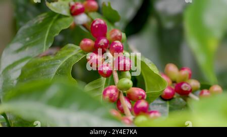 Nahaufnahme reifer Kaffeekirschen auf einem Busch am atherton Tableland Stockfoto