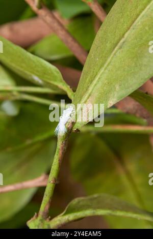 Weiße Mottenwanze auf Baum verlässt Garten Hintergrund, pulvriger sap saugt winzige weiße Farbe Insekt infiziert Pflanzen, allgemeine Hauspflanze Schädlinge in weichem Fokus Stockfoto