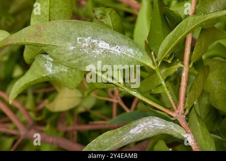 Weiße Fliegen befallen Blätter im Garten, sap saugt winzige weiße fliegende Insekten infizieren grüne Blätter, häufige Hauspflanzen Schädlinge im selektiven Fokus Stockfoto