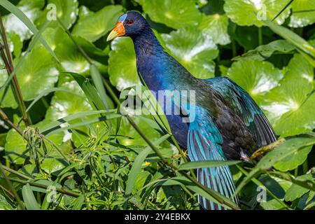 Purple Gallinule (Porphyrio martinicus) entlang des La Chua Trail am Alachua Sink im Paynes Prairie Preserve State Park in der Nähe von Gainesville, Florida. (USA) Stockfoto