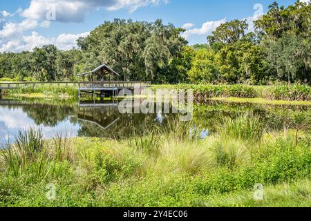 Im Sweetwater Wetlands Park am Paynes Prairie Preserve in Gainesville, Florida, suchen Vogelbeobachter nach Wildtieren. (USA) Stockfoto