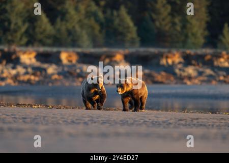 Braunbären jagen sich gegenseitig im Lake Clark National Park, Alaska Stockfoto