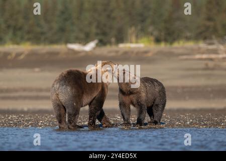 Braunbären kuscheln sich gegenseitig in Gruß, Lake Clark National Park, Alaska Stockfoto