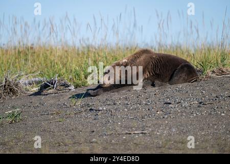 Schlafender Braunbär in der Küstendüne, Lake Clark National Park, Alaska Stockfoto