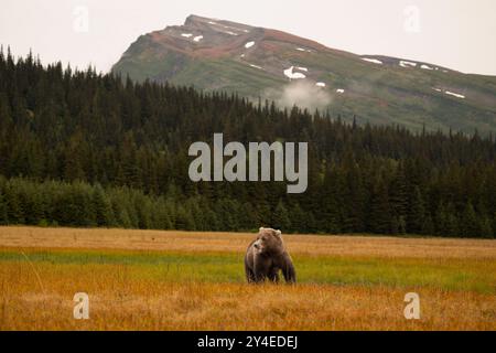 Braunbär mit Berg im Hintergrund, Lake Clark National Park, Alaska Stockfoto