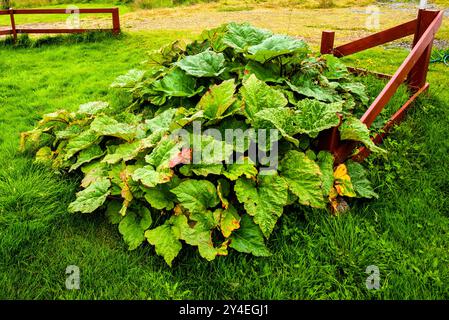 Nahaufnahme von Rhabarber mit großen grünen Blättern bei Borgarfjordur Eystri im Osten Islands Stockfoto
