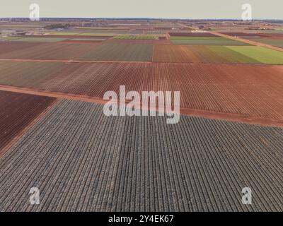 Luftbild von Marktgärten und bewirtschafteten Gemüsefeldern in Werribee South, Victoria, Australien, zeigt lange Pflanzenreihen auf rotem Agrarboden Stockfoto