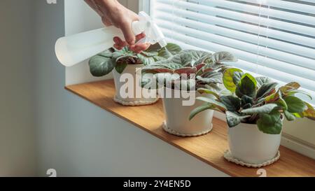 Vergossene Veilchen auf hölzerne Fensterbank, Frau sprüht Pflanzen in weiße Töpfe zu Hause. Gartenarbeit im Innenbereich, Pflege von Zimmerpflanzen zu Hause. Vorsicht. Hobby, Stockfoto