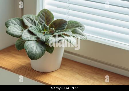 Vergossene Veilchen auf hölzernem Fensterbrett, afrikanische Veilchenblüten-Saintpaulia, Gartenarbeit im Haus, Pflege von Zimmerpflanzen zu Hause. Vorsicht. Hobby, Indoor Stockfoto