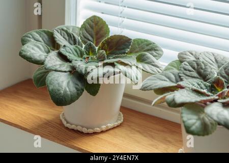 Vergossene Veilchen auf hölzernem Fensterbrett, afrikanische Veilchenblüten-Saintpaulia, Gartenarbeit im Haus, Pflege von Zimmerpflanzen zu Hause. Vorsicht. Hobby, Indoor Stockfoto