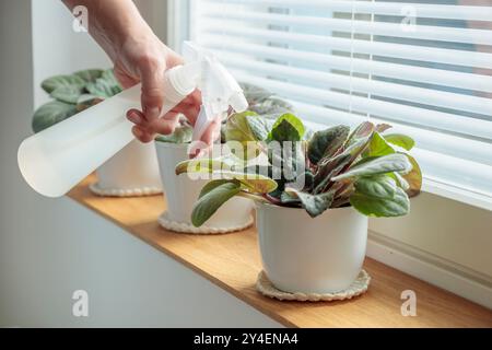 Vergossene Veilchen auf hölzerne Fensterbank, Frau sprüht Pflanzen in weiße Töpfe zu Hause. Gartenarbeit im Innenbereich, Pflege von Zimmerpflanzen zu Hause. Vorsicht. Hobby, Stockfoto