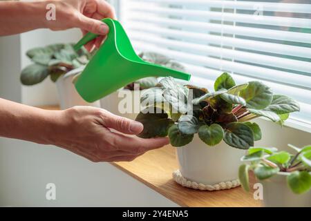 Vergossene Veilchen auf hölzernem Fensterbrett, Frau Wasser Pflanzen in weißen Töpfen mit grüner Gießkanne zu Hause. Gartenarbeit im Innenbereich, Pflege von Zimmerpflanzen bei HO Stockfoto