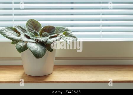 Vergossene Veilchen auf hölzernem Fensterbrett, afrikanische Veilchenblüten-Saintpaulia, Gartenarbeit im Haus, Pflege von Zimmerpflanzen zu Hause. Vorsicht. Hobby, Indoor Stockfoto