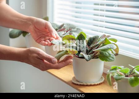 Vergossene Veilchen auf hölzernem Fensterbrett, Frau kümmert sich um Pflanzen in weißen Töpfen zu Hause. Gartenarbeit im Innenbereich, Pflege von Zimmerpflanzen zu Hause. Mit dem Auto Stockfoto