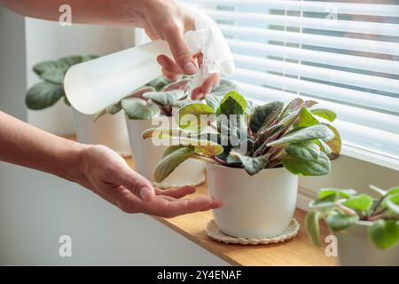 Vergossene Veilchen auf hölzerne Fensterbank, Frau sprüht Pflanzen in weiße Töpfe zu Hause. Gartenarbeit im Innenbereich, Pflege von Zimmerpflanzen zu Hause. Vorsicht. Hobby, Stockfoto