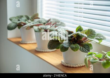 Vergossene Veilchen auf hölzernem Fensterbrett, afrikanische Veilchenblüten-Saintpaulia, Gartenarbeit im Haus, Pflege von Zimmerpflanzen zu Hause. Vorsicht. Hobby, Indoor Stockfoto