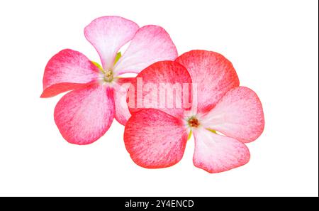 Pelargoniumblume isoliert auf weißem Hintergrund Stockfoto