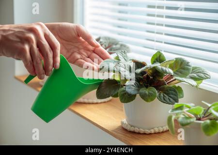 Vergossene Veilchen auf hölzernem Fensterbrett, Frau Wasser Pflanzen in weißen Töpfen mit grüner Gießkanne zu Hause. Gartenarbeit im Innenbereich, Pflege von Zimmerpflanzen bei HO Stockfoto