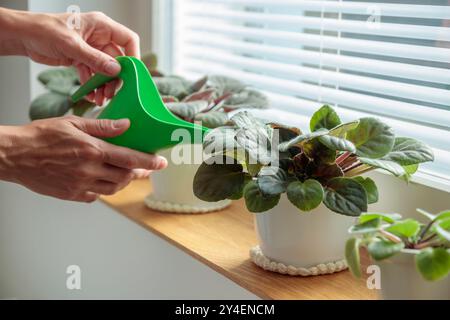 Vergossene Veilchen auf hölzernem Fensterbrett, Frau Wasser Pflanzen in weißen Töpfen mit grüner Gießkanne zu Hause. Gartenarbeit im Innenbereich, Pflege von Zimmerpflanzen bei HO Stockfoto