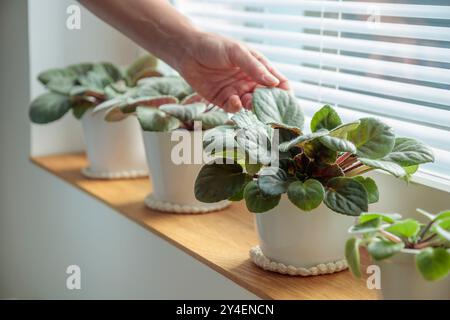 Vergossene Veilchen auf hölzernem Fensterbrett, Frau kümmert sich um Pflanzen in weißen Töpfen zu Hause. Gartenarbeit im Innenbereich, Pflege von Zimmerpflanzen zu Hause. Mit dem Auto Stockfoto