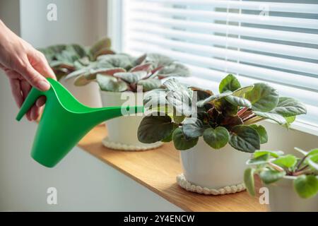 Vergossene Veilchen auf hölzernem Fensterbrett, Frau Wasser Pflanzen in weißen Töpfen mit grüner Gießkanne zu Hause. Gartenarbeit im Innenbereich, Pflege von Zimmerpflanzen bei HO Stockfoto