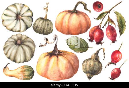 Kürbisse mit Hüftrosen. Aquarell wilde rote Brüstungsfrüchte, Hundelrose Herbst Ernteelemente Set. Vom Hintergrund isoliert. Herbstliche Illustration Hand Stockfoto