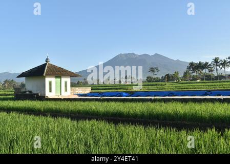 Eine kleine Moschee in der Mitte der Reisfelder mit dem Hintergrund des Mount Galunggung und einem wunderschönen blauen Himmel. Stockfoto