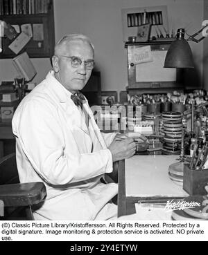 Sir Alexander Fleming 1945. 6. August 1881 – 11. März 1955, schottischer Arzt und Mikrobiologe, bekannt für die Entdeckung der weltweit ersten breit wirksamen antibiotischen Substanz, die er Penicillin nannte. Seine Entdeckung des später benannten Benzylpenicillins (oder Penicillin G) aus der Form Penicillium rubens im Jahr 1928 wurde als der „größte Sieg, der jemals über die Krankheit erreicht wurde“ beschrieben. Für diese Entdeckung teilte er 1945 den Nobelpreis für Physiologie oder Medizin mit Howard Florey und Ernst Boris Chain. Abgebildet im Herbst 1945 in seinem Labor am St. Mary's Hospital i Stockfoto